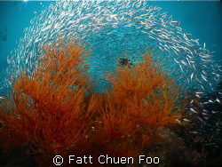 Schooling Glassfish around soft coral at Hin Daeng, Thail... by Fatt Chuen Foo 